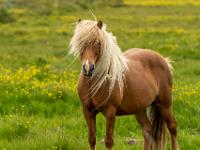 Braunes Islandpferd mit langer blonden Mähne